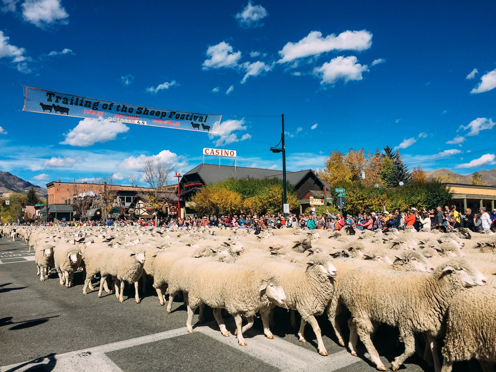 Trailing of the Sheep in Sun Valley, Idaho