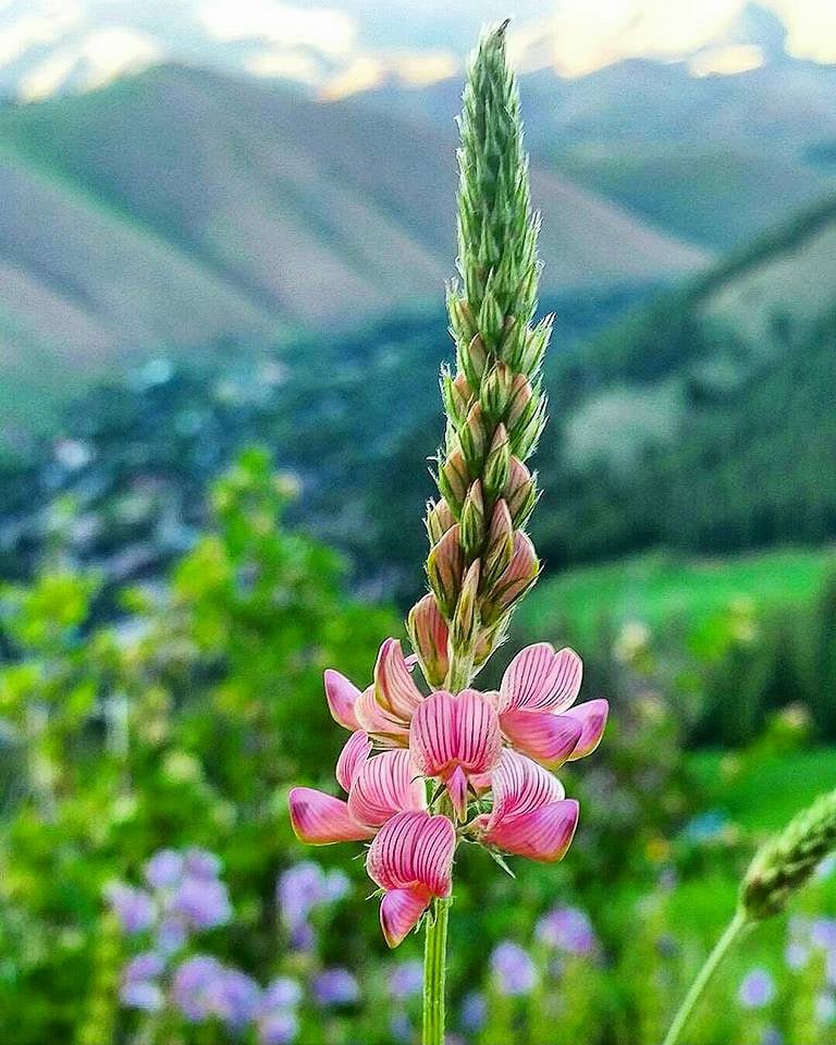Best Wildflower Hikes in Sun Valley, Idaho - Bald Mountain