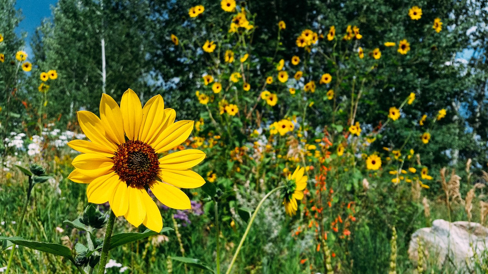 Best Wildflower Hikes in Sun Valley, Idaho