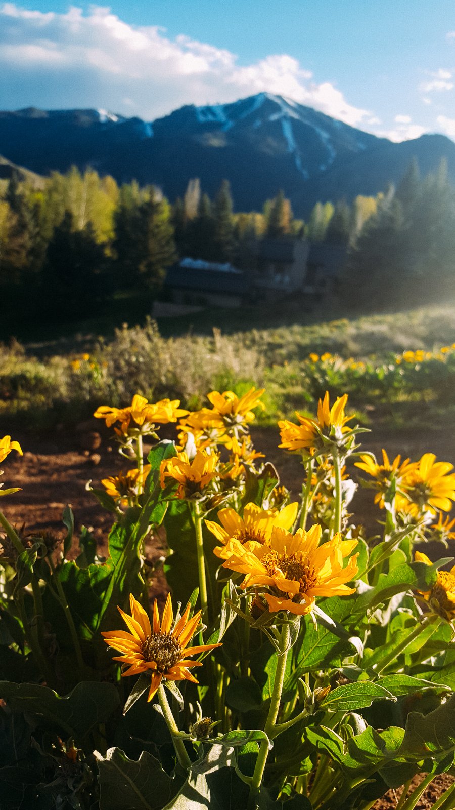 Best Wildflower Hikes in Sun Valley, Idaho - White Clouds